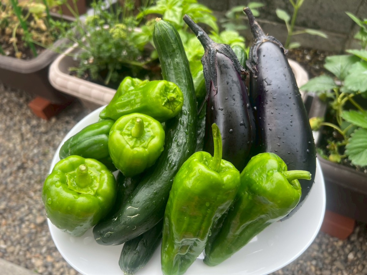 CASA SORAの家庭菜園で収穫した野菜