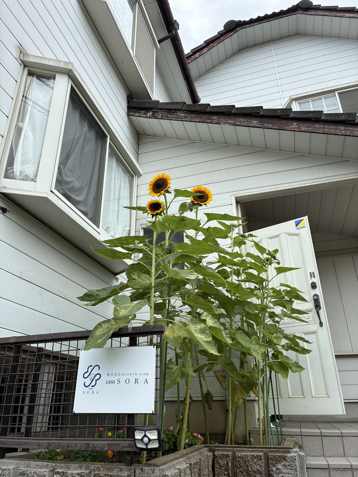 CASA SORAの玄関先に咲いたひまわり