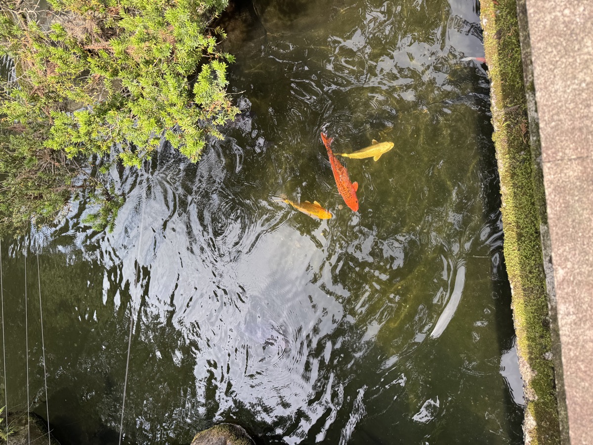 建部大社の池を泳ぐ錦鯉（近寄り）